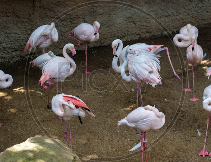 Greater Flamingos (Phoenicopterus Roseus) At The Bioparc Fuengirola