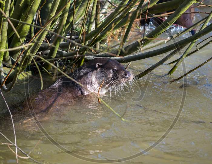 Eurasian Otter (Lutra Lutra) In Natural Habitat