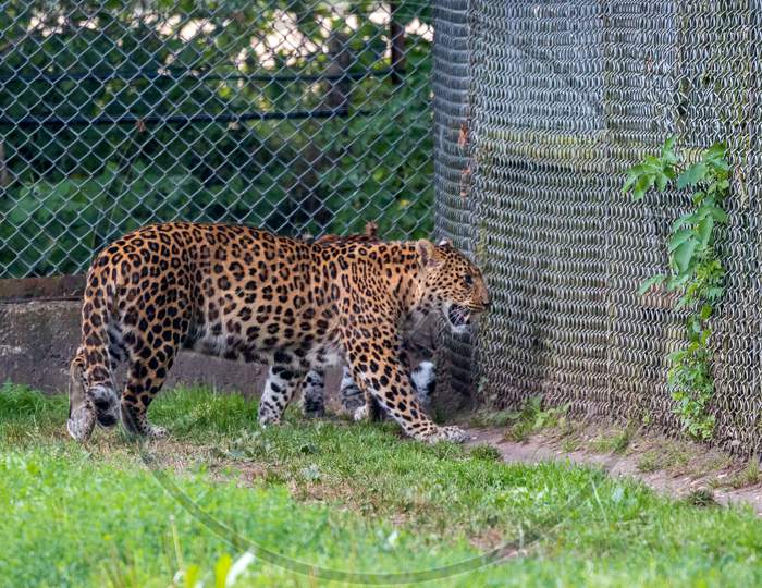 North Chinese Leopard  (Panthera Pardus Japonensis)