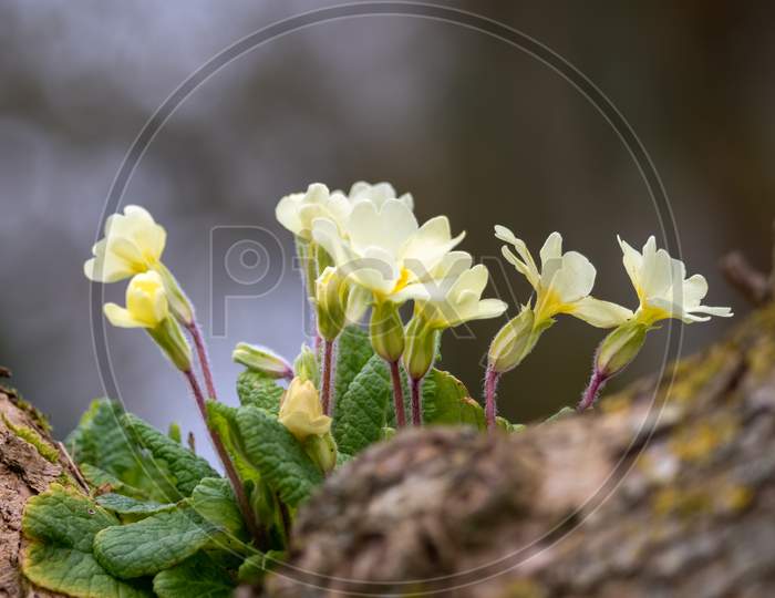 A Clump Of Yellow Primulas (Vulgaris) Growing On A Tree