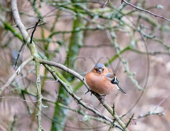 Common Chaffinch (Fringilla Coelebs) Perched In A Tree On A Chilly February Day