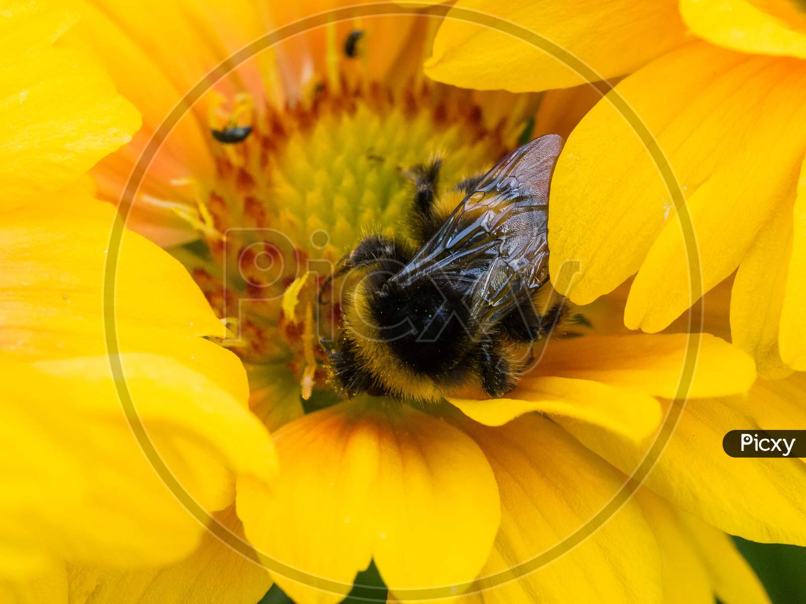 Bee On Yellow Daisy Flower