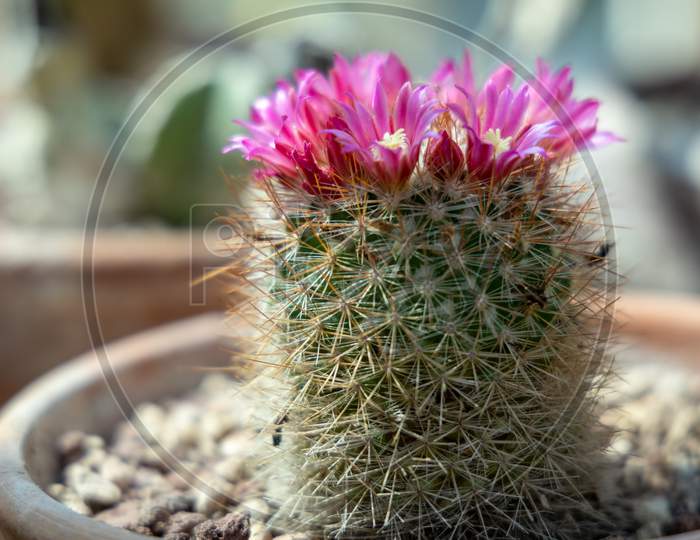 Cactus Growing In A Terracotta Pot With Pink Flowers