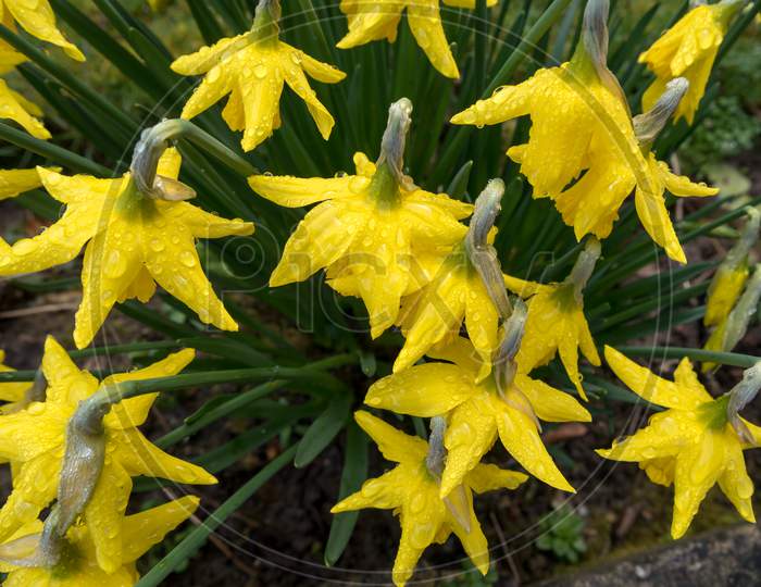 A Group Of Flowering Daffodils Covered In Raindrops
