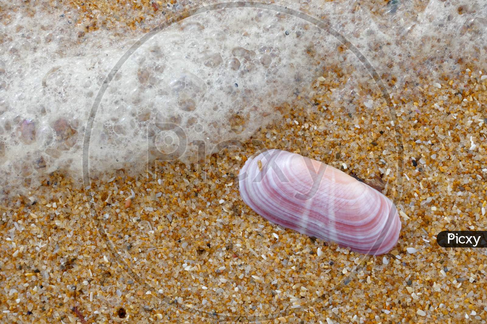 Pink Shell On The Beach At Quarteira In Portugal
