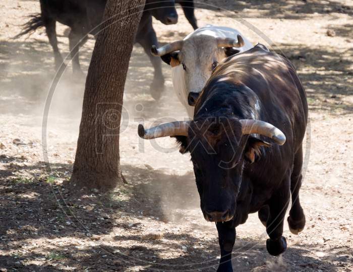 Ronda, Andalucia/Spain - May 8 : Bulls Running At A Farm Near Ronda Spain On May 8, 2014
