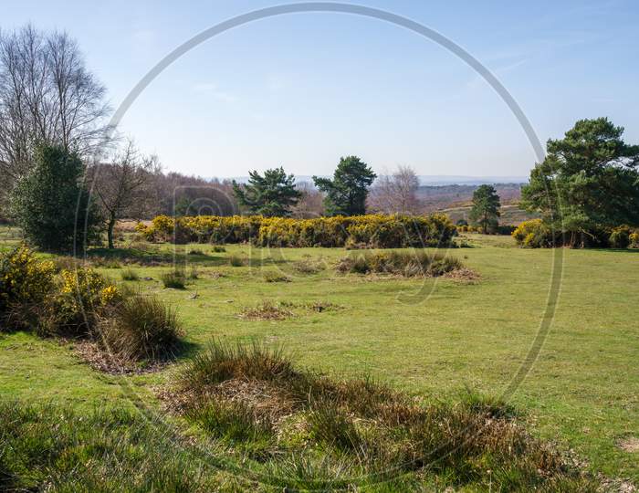 View Of The Ashdown Forest In East Sussex On A Sunny Spring Day