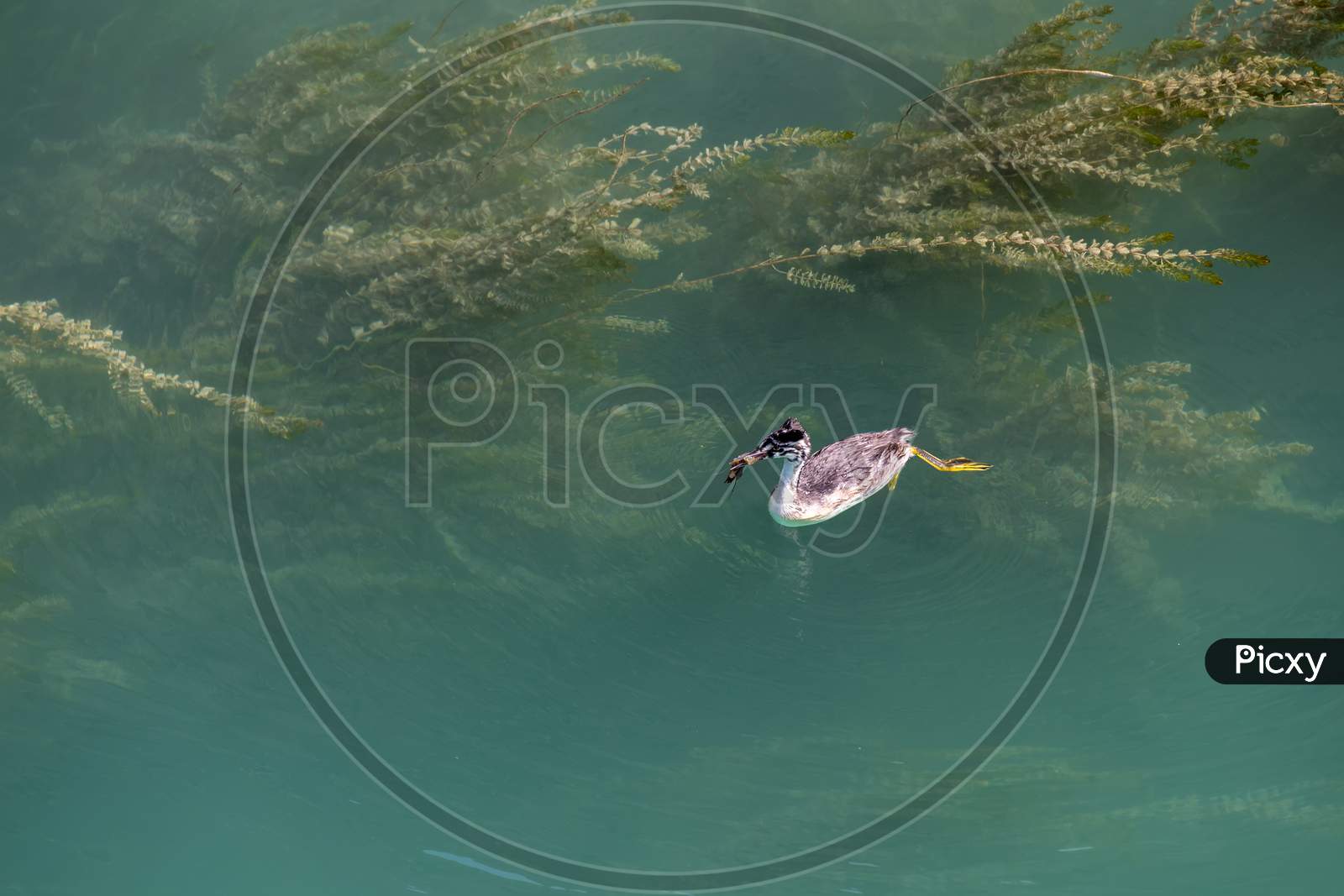 Great Crested Grebe (Podiceps Cristatus) Juvenile Swimming In Lake Garda