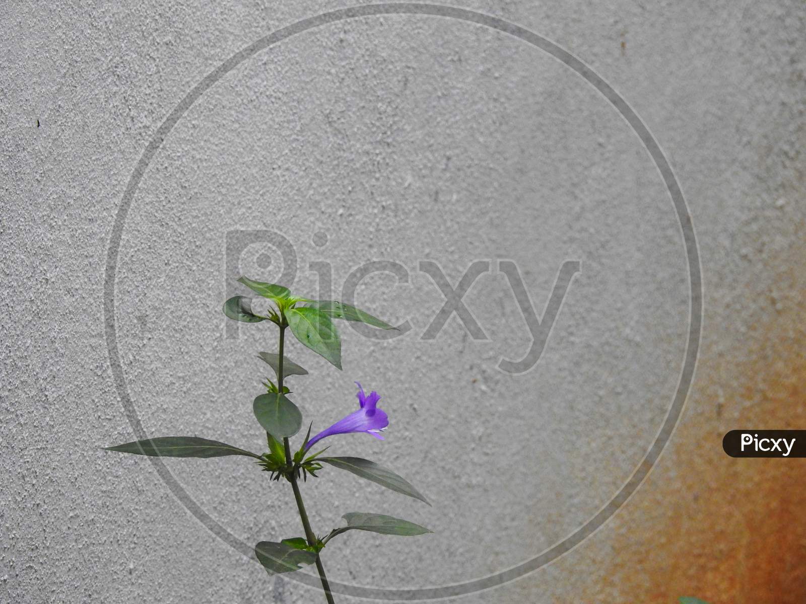 Beautiful Spatika Or Barleria Cristata Violet Color Flower In A Plant With Leaves Isolated On White Background