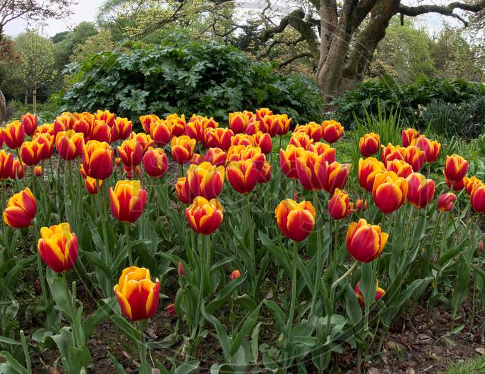 Tulips In Roath Park  Cardiff