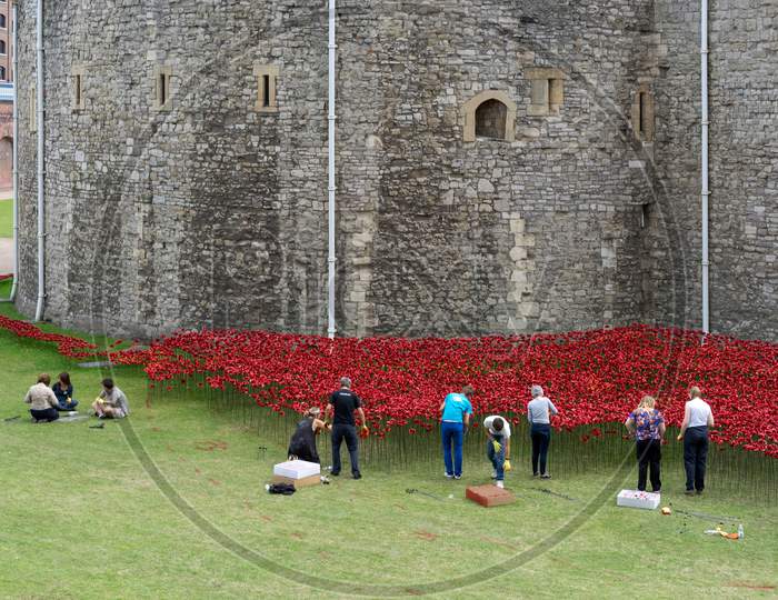 Poppies At The Tower Of London