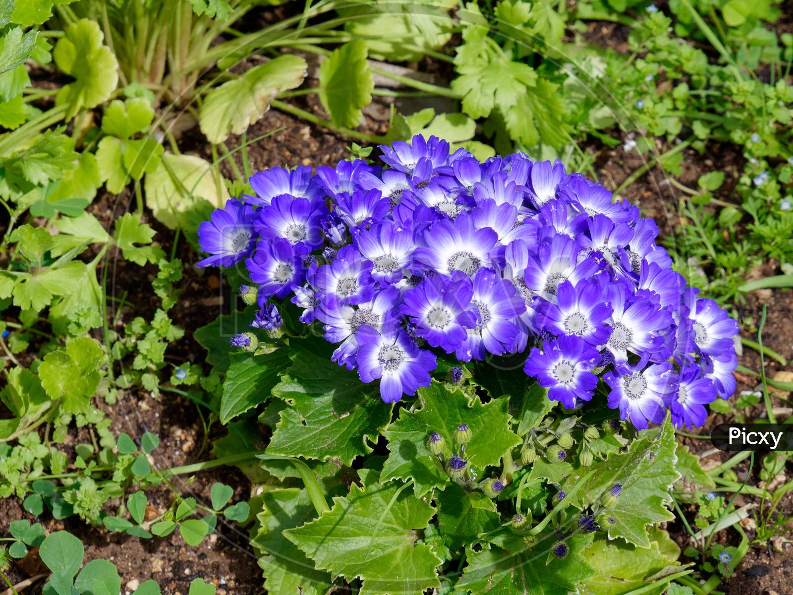 Blue Cineraria Flowers In Full Bloom In Tavira