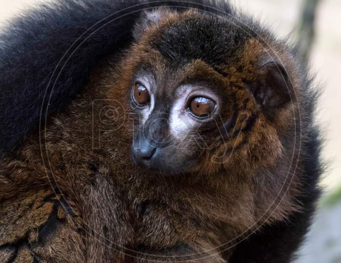Black Lemur (Eulemur Macaco)