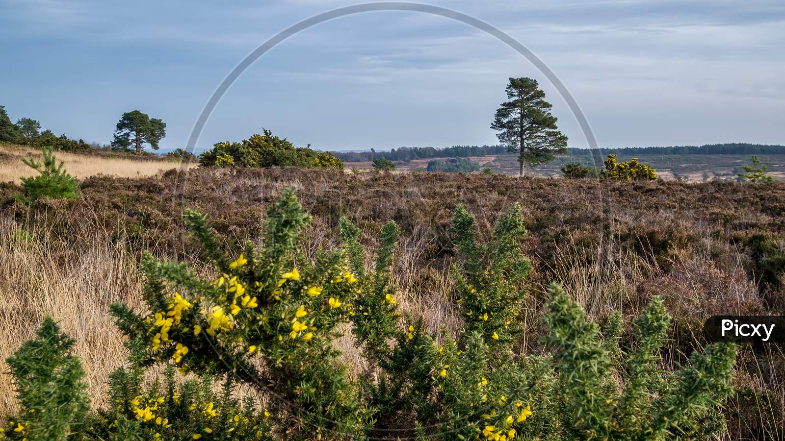 View Of The Ashdown Forest In Winter