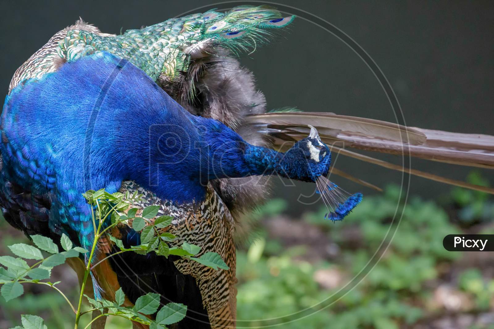 Indian Peacock  (Pavo Cristatus)