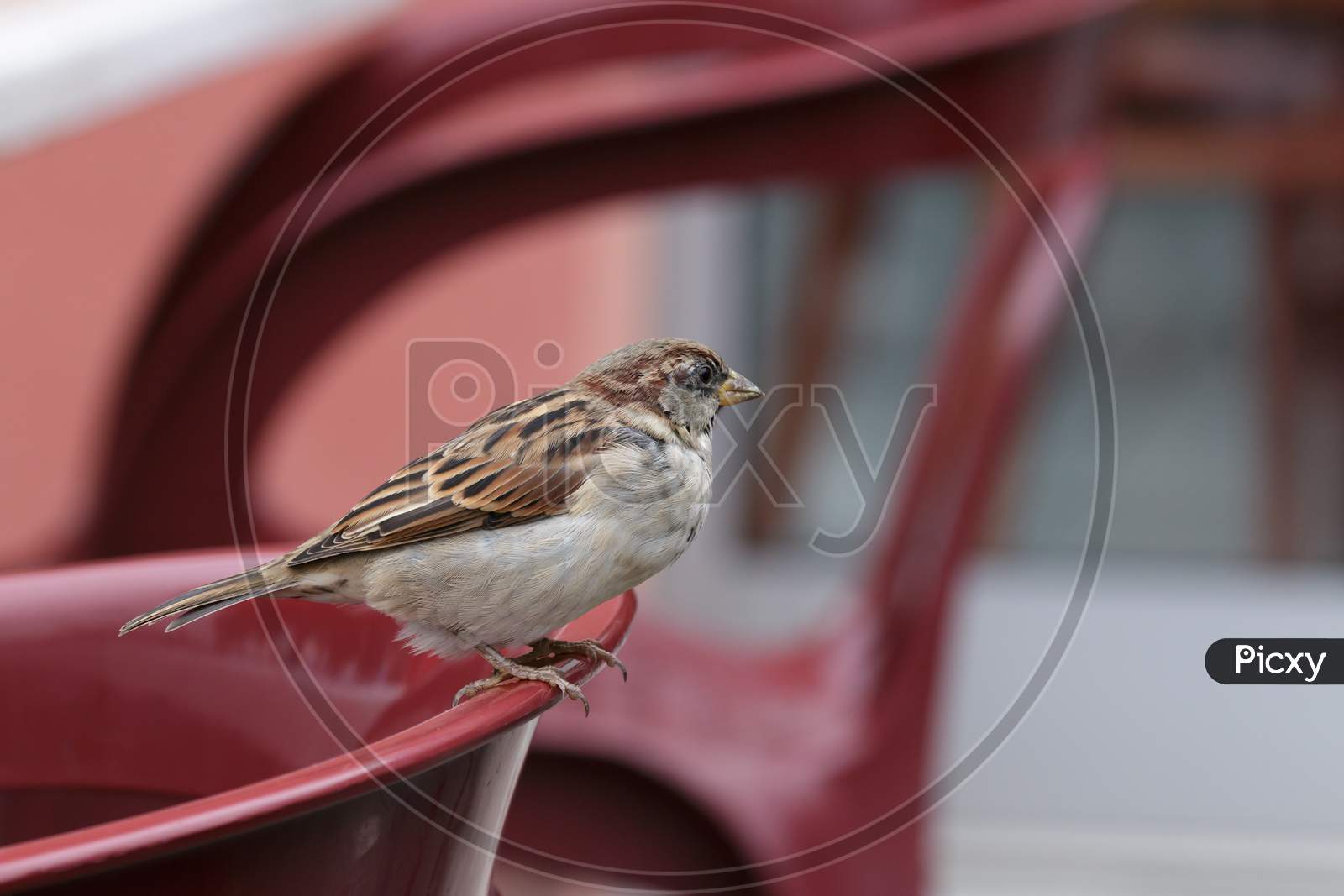 Sparrow (Passeridae)