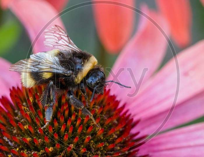 Bee On An Echinacea