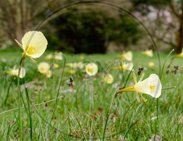 Lemon Yellow Hoop Petticoat Daffodil (Narcissus Bulbocodium)