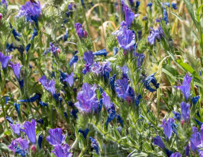 Blue Wild Flowers Growing Near Lake Liscia In Sardinia