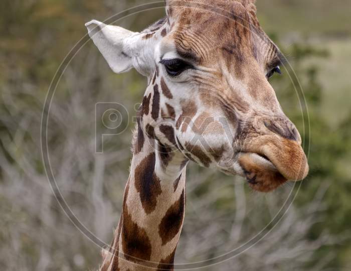 Portrait Of A Giraffe (Giraffa Camelopardalis)