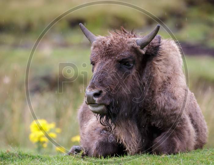 European Bison (Bison Bonasus)