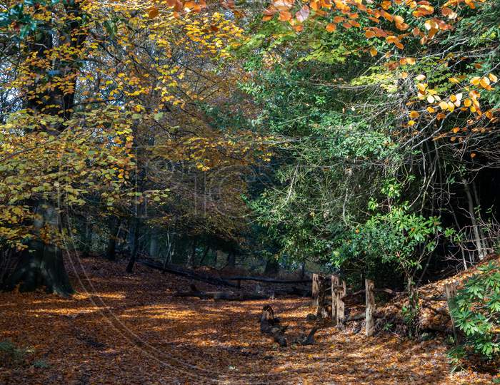 Autumnal View Of The Ashdown Forest  In East Sussex