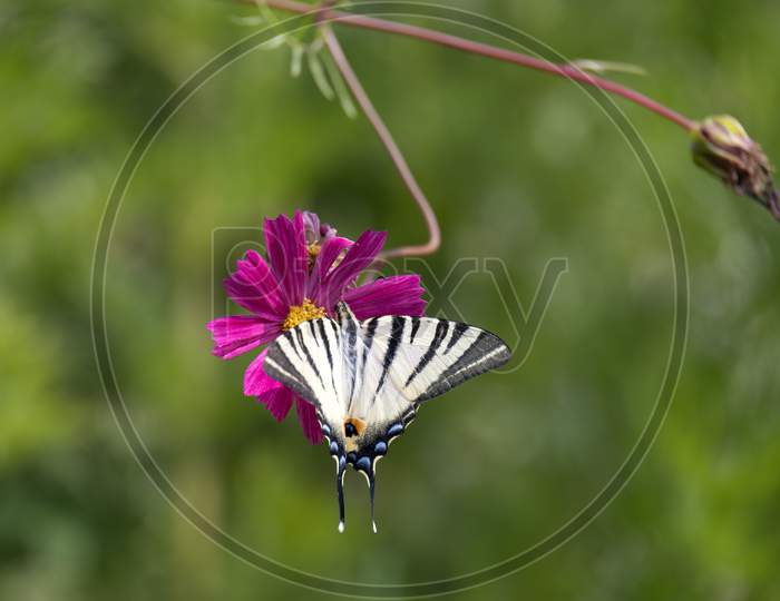 Swallowtail Butterfly Feeding On A Cosmos Flower At Bergamo In Italy