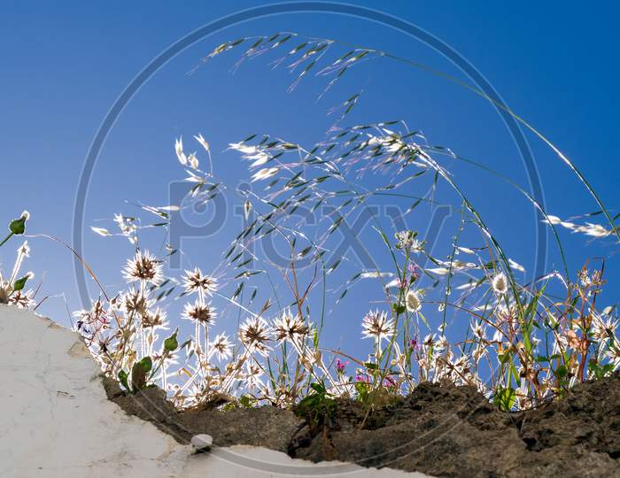 Backlit Flowers And Grasses On A Wall In Casares Spain