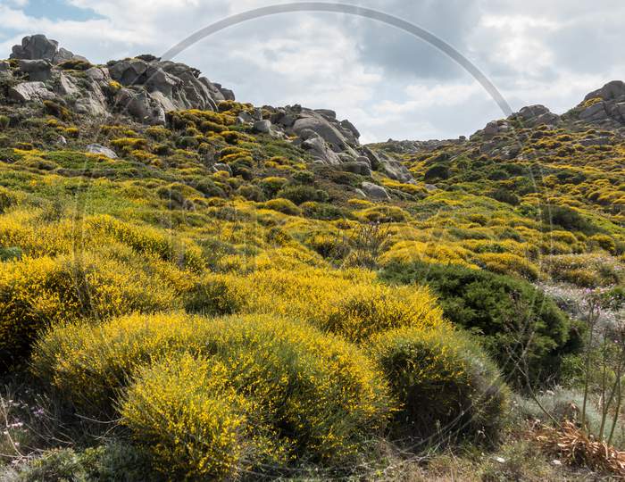 Mediterranean Maquis Flowering In Sardinia