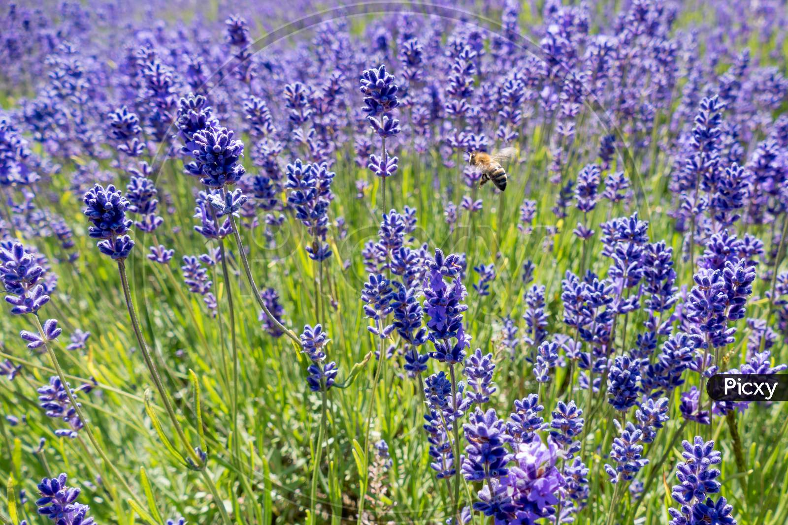 Bee In A Field Of Lavender