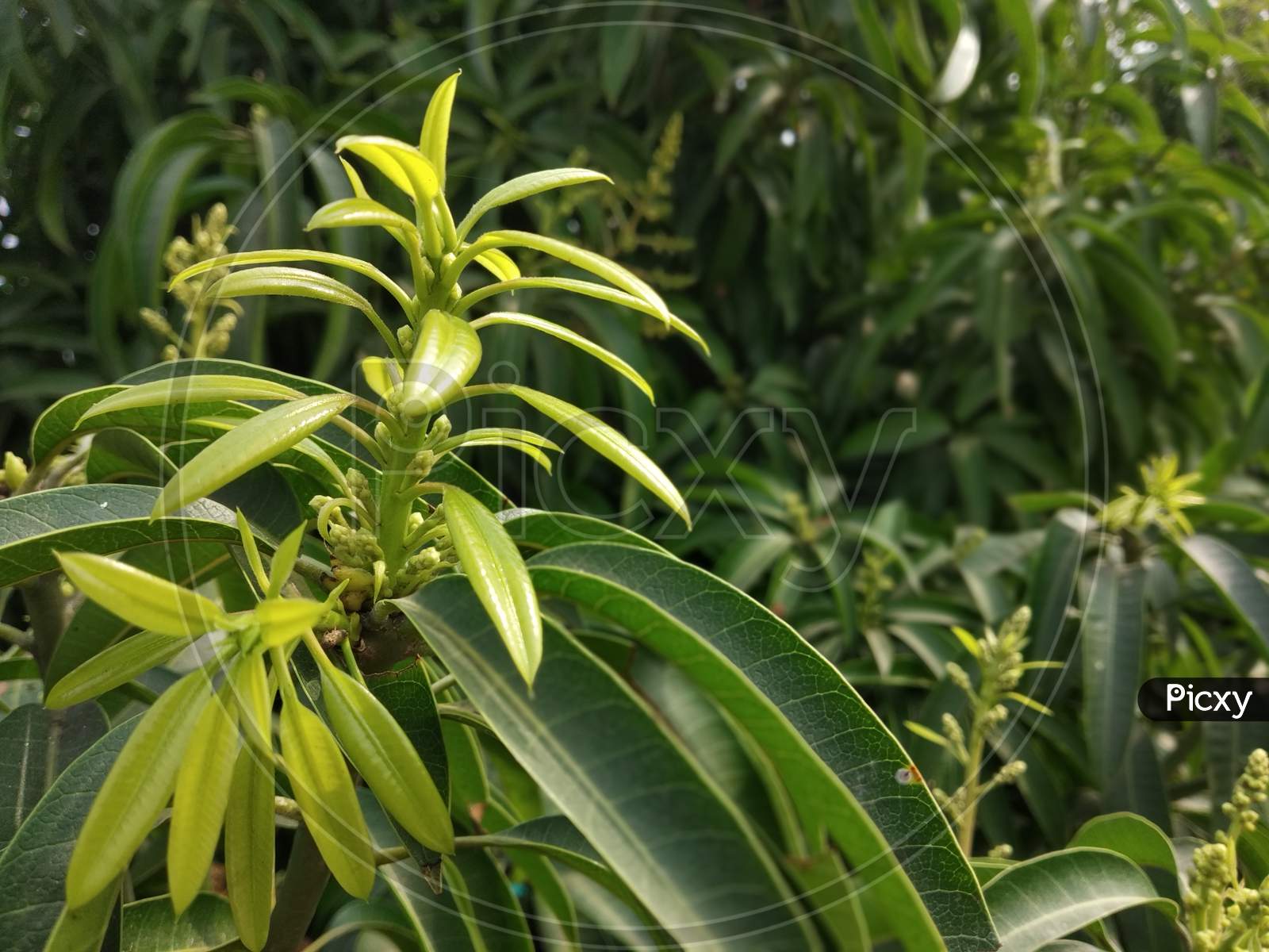 Mango green fresh leaf