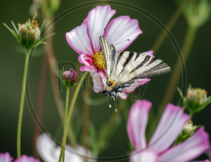 Swallowtail Butterfly Feeding On A Cosmos Flower At Bergamo In Italy