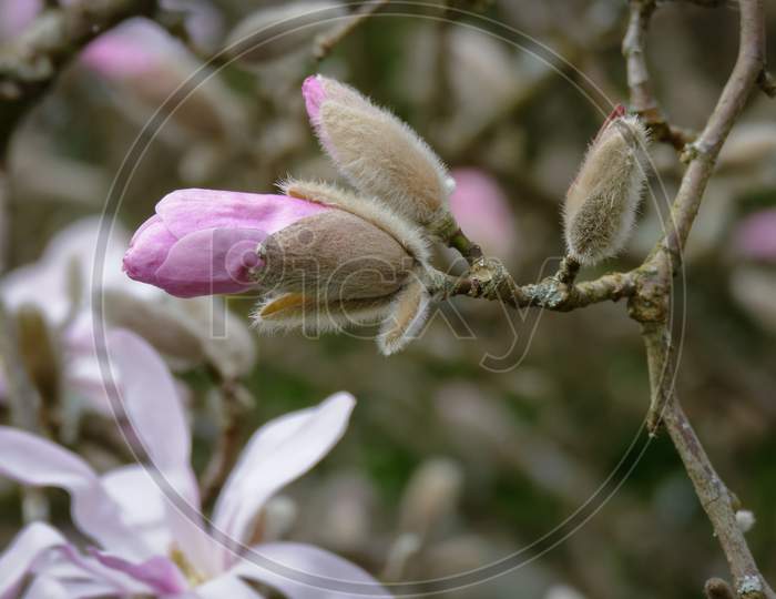 Pink Magnolia Flowering