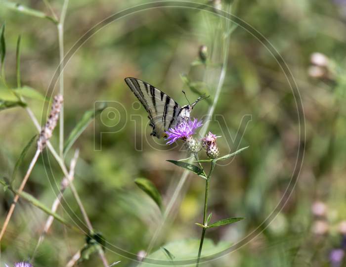 Swallowtail Butterfly Feeding On A Flower At Torre De' Roveri In Italy