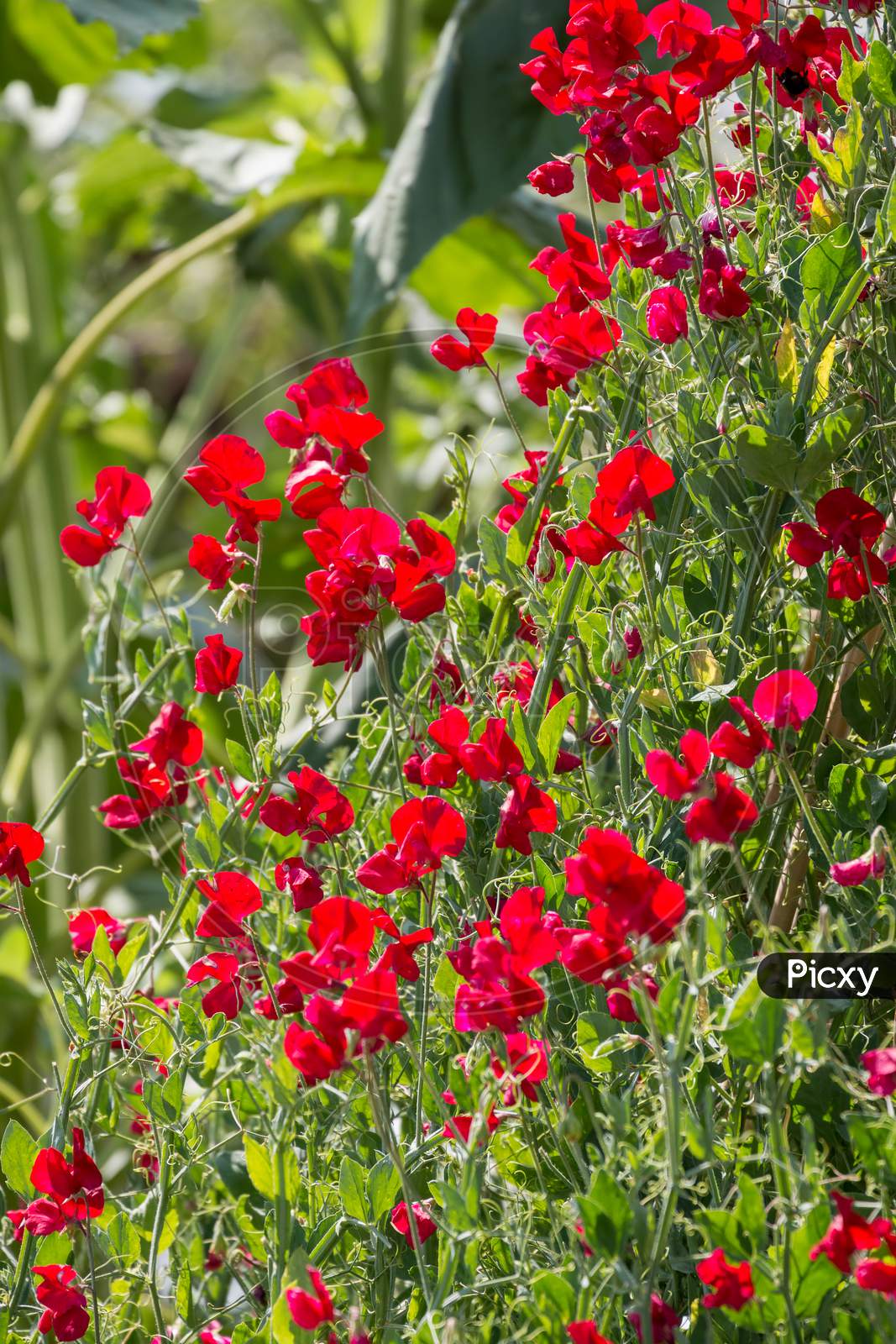 A Profusion Of Red Sweet Pea Flowers Blooming In The Sun