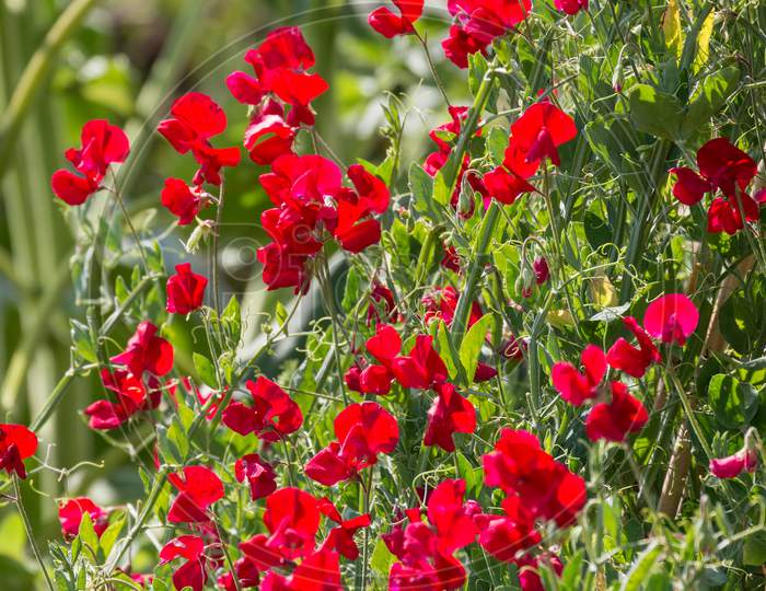 A Profusion Of Red Sweet Pea Flowers Blooming In The Sun