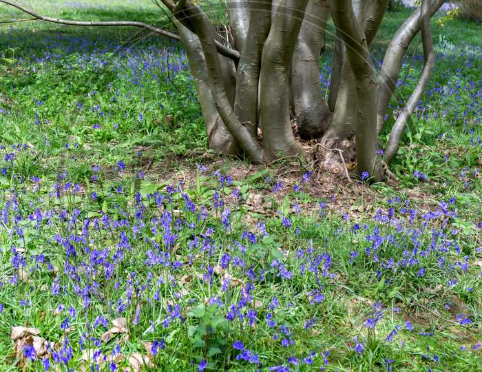 Bluebells In Full Bloom