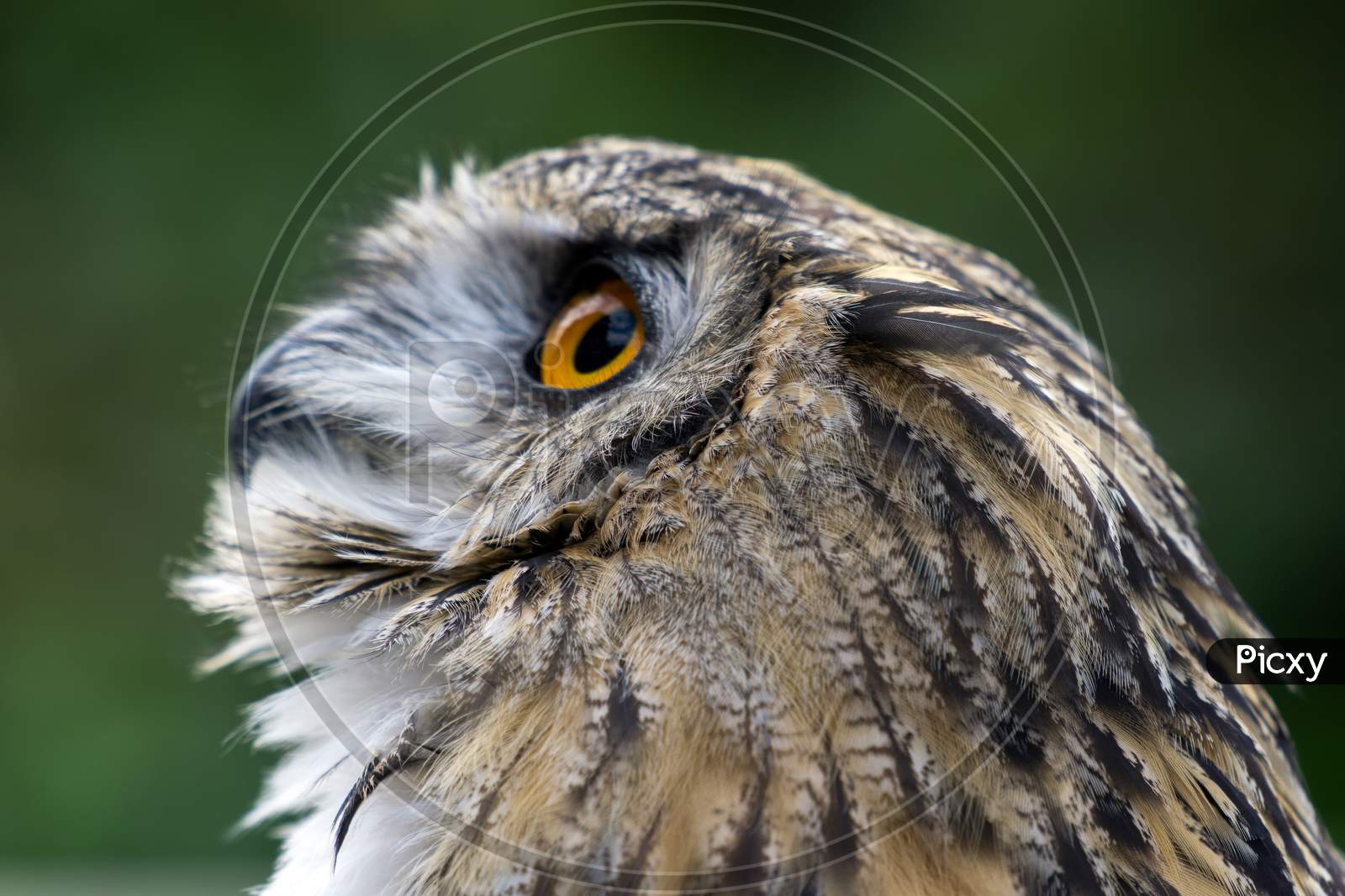 Eurasian Eagle-Owl (Bubo Bubo)