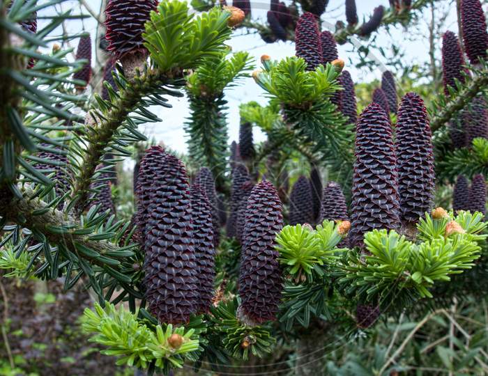 Delavays Fir Tree And Cones In Roath Park