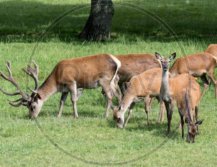 Herd Of Red Deer (Cervus Elaphus)
