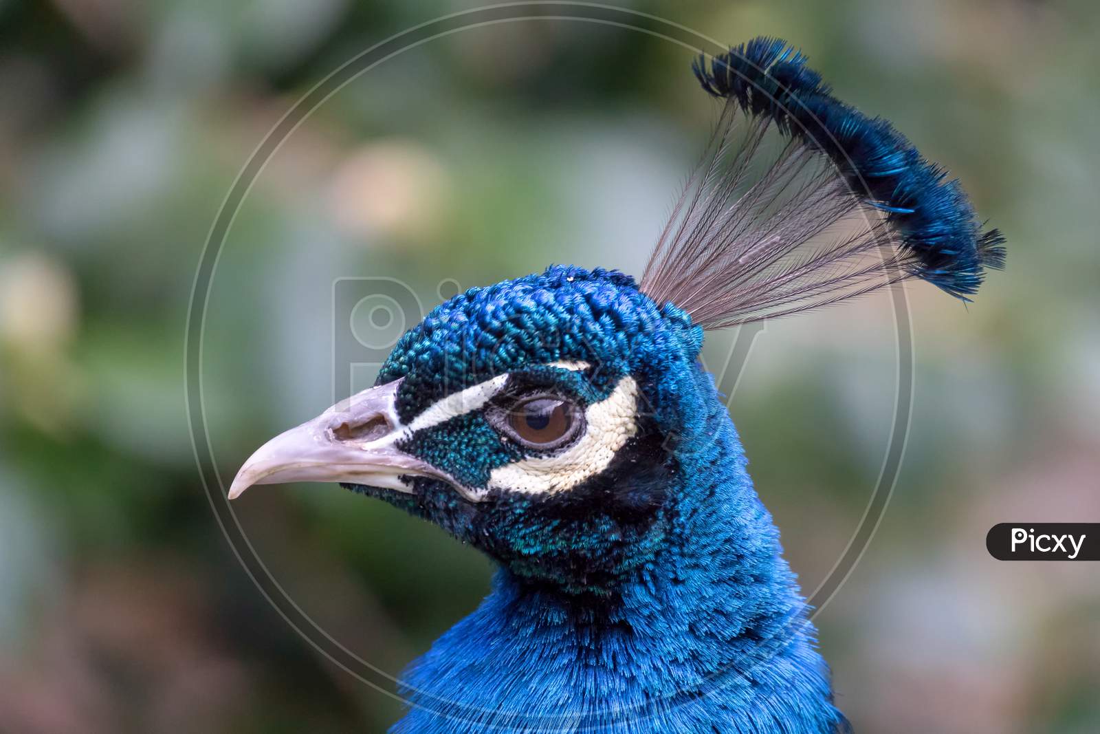 Peacock (Pavo Cristatus)