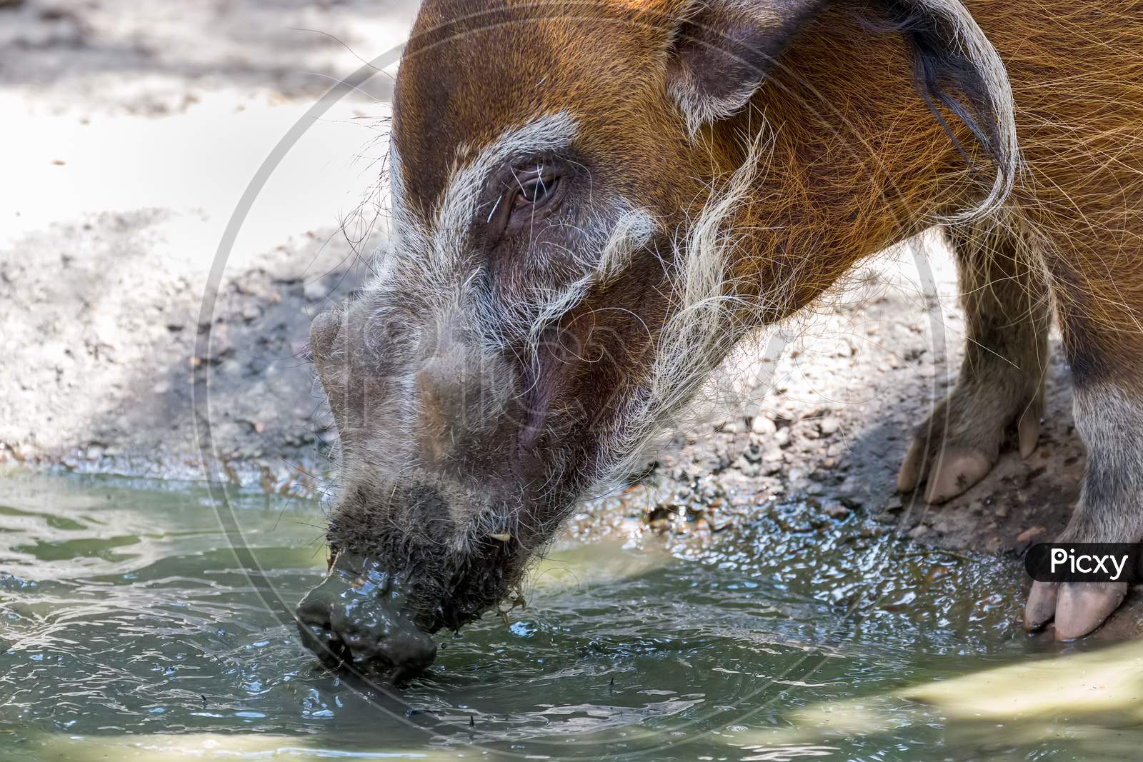 Red River Hog (Potamochoerus Porcus) Drinking From A Water Hole