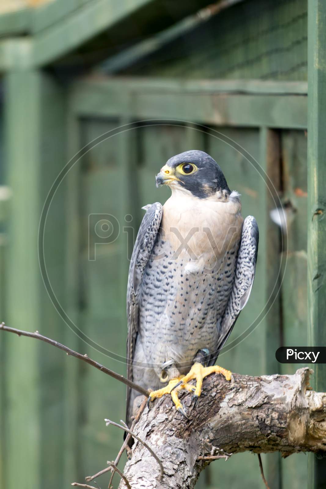 Perigrine Falcon ( Falco Perigrinus)