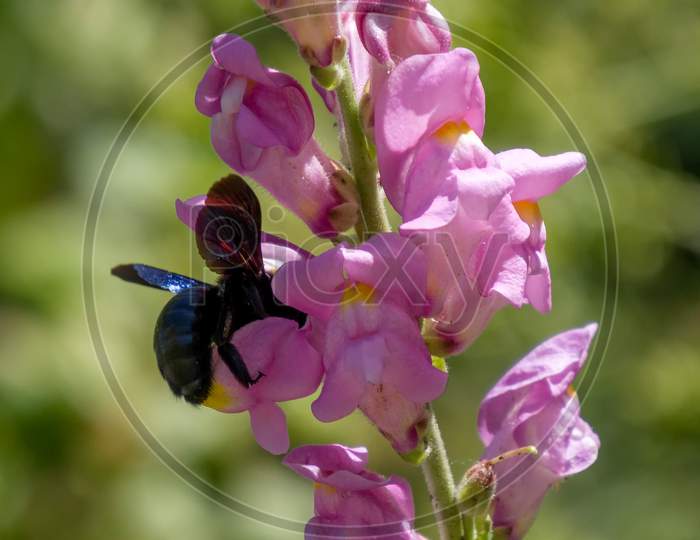 Carpenter Bee (Xylocopa)