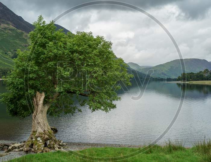 View Of A Tree By The Lake At Buttermere