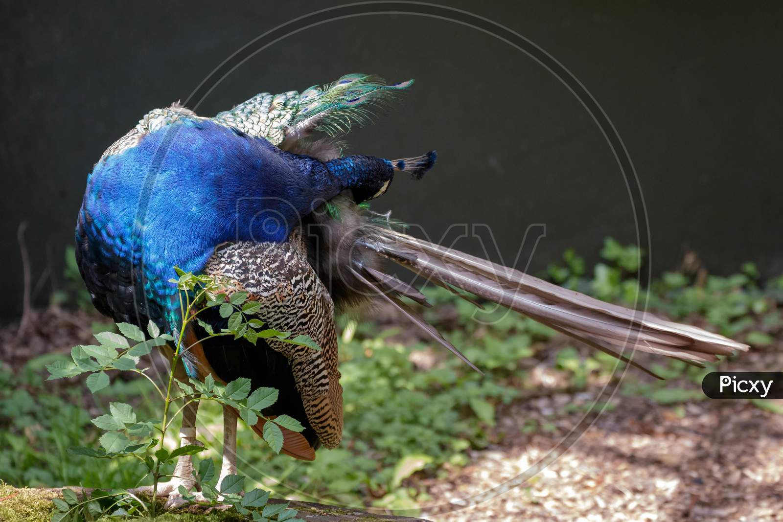 Indian Peacock  (Pavo Cristatus)