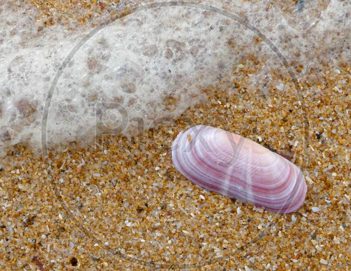 Pink Shell On The Beach At Quarteira In Portugal