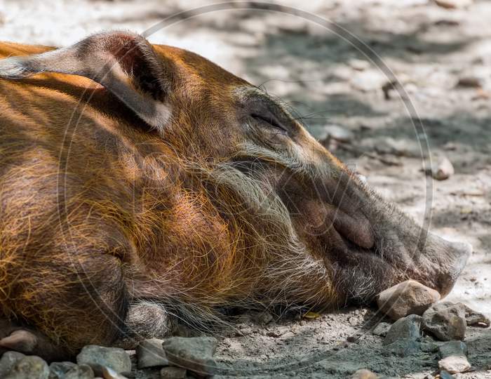 Red River Hog (Potamochoerus Porcus) Asleep On The Ground