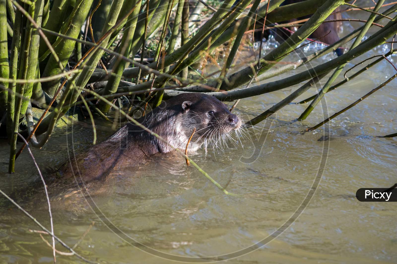 Eurasian Otter (Lutra Lutra) In Natural Habitat