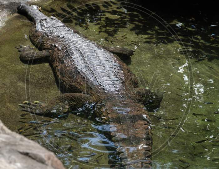 Tomistoma (Tomistoma Schlegelii) Resting In A Pool At The Bioparc Fuengirola